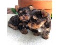 lindos-cachorros-yorkie-yard-sales-small-0