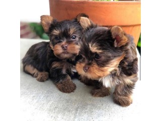 Lindos cachorros yorkie yard sales