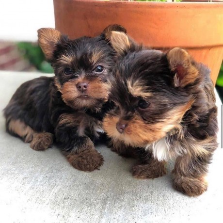 lindos-cachorros-yorkie-yard-sales-big-0